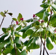 Dombeya elegans cordem.mahot rose.malvaceae.endémique Réunion. (1).jpeg